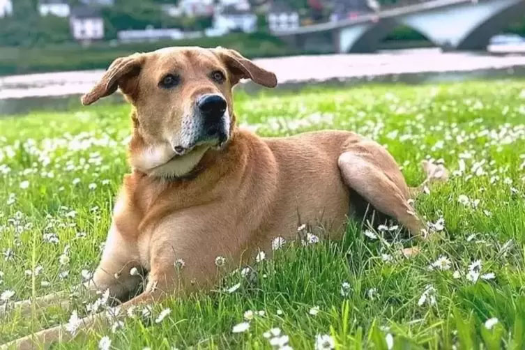 Buddy aus Pirmasens – Bild 1