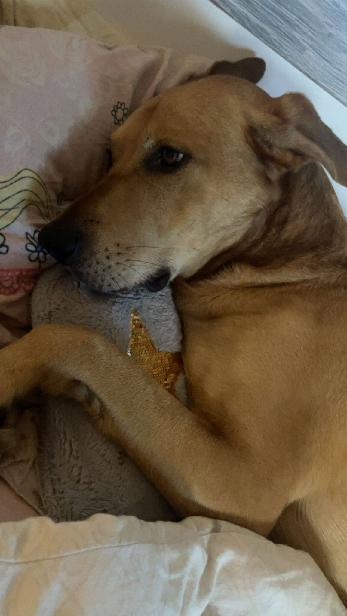 Buddy aus Pirmasens – Bild 3